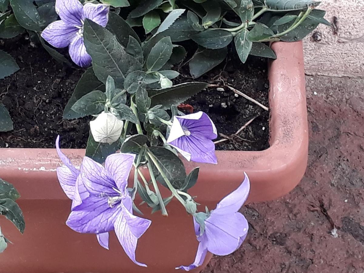 Bed and Breakfast L'Antico Faro Castelsardo Exterior foto